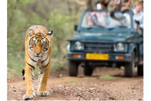 Ranthambore National Park