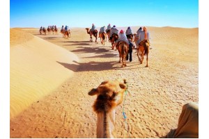 Bikaner Camel Safari